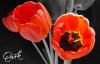 tulipany.jpg - 2005:04:21 10:48:36